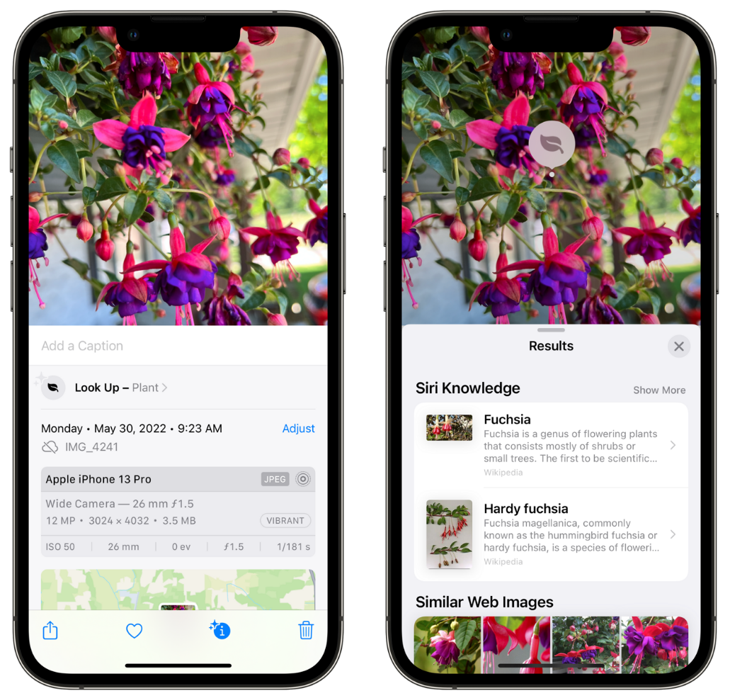 洞头苹果手机维修分享小技巧：使用 iPhone 相机识别花卉植物 
